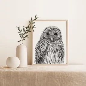 Barred Owl